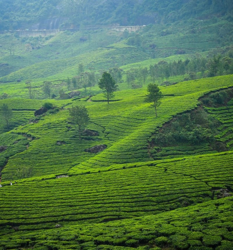 munnar1